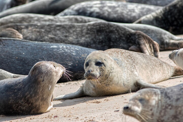 Grey seal colony Horsey Uk. Wild marine animals portrait.