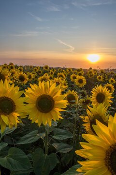 Yellow sunflower field landscape at sunset in rural Norfolk UK