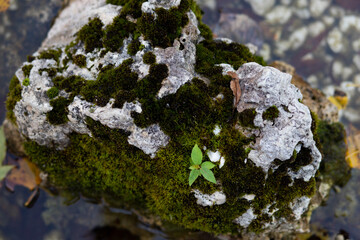 Fototapeta premium Natura las piękno kamień