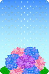 雨の降る背景と紫陽花の花のイラスト