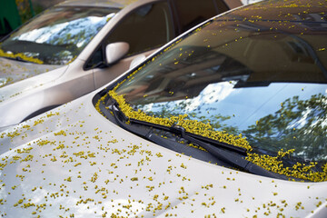 Car windscreen and wiper blade covered with small maple tree flowers in spring