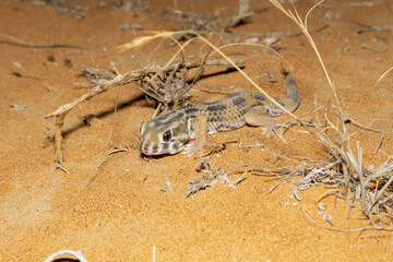 Persian wonder gecko (Teratoscincus keyserlingii ), or giant frog-eyed gecko in UAE at night