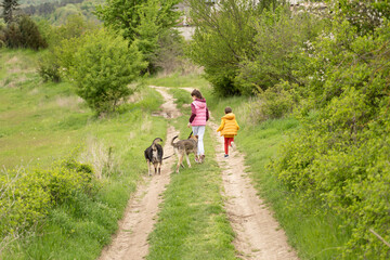 Fototapeta premium Small kids, a boy and a girl are walking two dogs with no breed in the forest, leading one on a leash, seen from behind. Outdoor concept.
