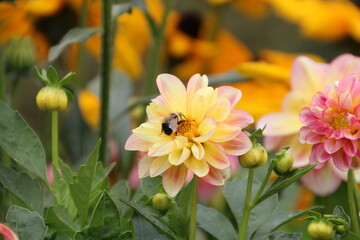 Bee On The  Flower