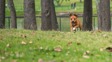 dog running and playing in the green meadows of the park