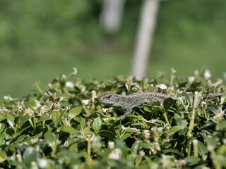 lizard on the grass