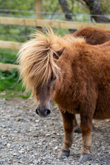 wild Dartmoor Pony in National park, Devon UK