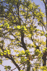 Tree leaves in Chios, Greece