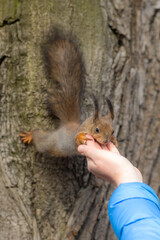 squirrel looking for food