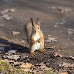 portrait of a squirrel