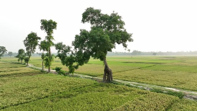 Bot trees that look like giraffes