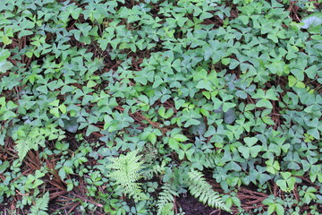 森の中に自生する野草や木