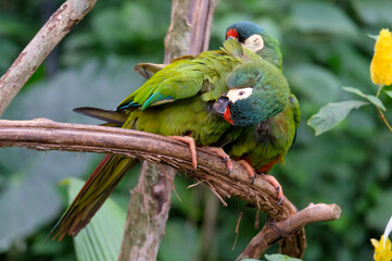 A pair of green parrots. Brazil