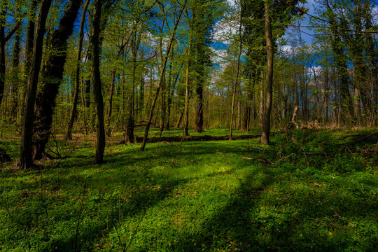 Deciduous Forest In Spring, Complete Forest Floor Overgrown With Bush Anemone Plants