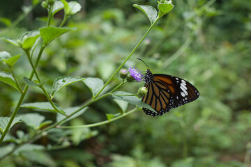 butterfly on a flower