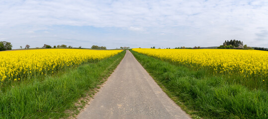 Panorama with path way between rapeseed fields and a cloudy sky in spring