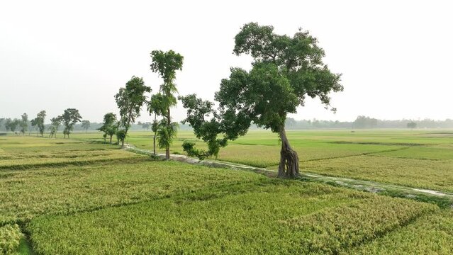 Bot trees that look like giraffes