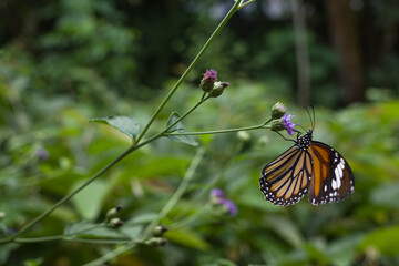 butterfly on a flower