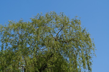 Tronc et branches d'arbre à contre-jour sur un ciel bleu d'été
