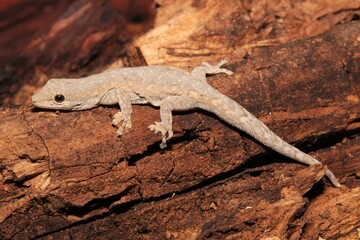Lagartixa da caatinga