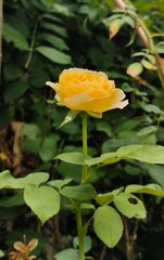 yellow rose flower