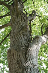 Obraz premium Tronc et branches d'arbre à contre-jour sur un ciel bleu d'été
