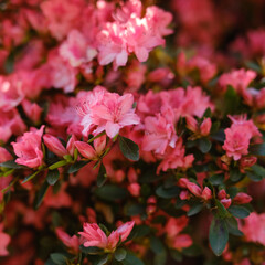 Obraz premium Texture de fleurs roses pour fond et arrière-plan au printemps