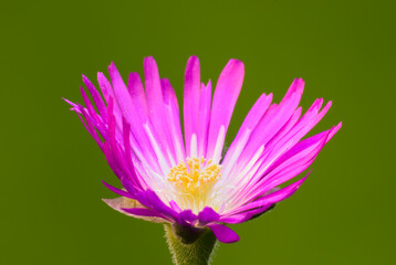 Delosperma sutherlandii flower, closeup. Perennial plant. Isolated on natural green background.