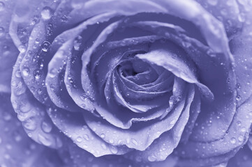 Violet rose macro