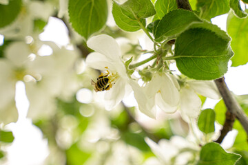 A flying honey bee pollinating apple blossoms. Selected focus.