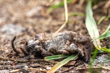 Fliege sitzt auf einer toten Maus