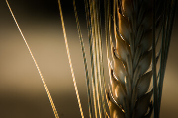 golden wheat background