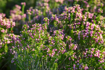 Blooming heather flowers