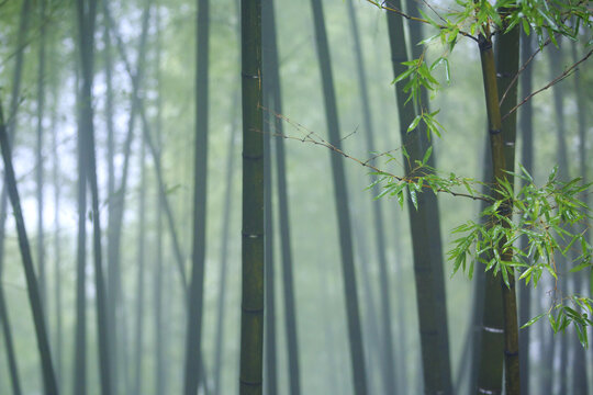 Green bamboos