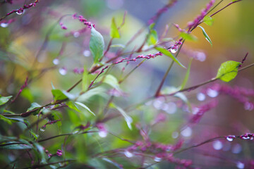 The rain on the colorful plant
