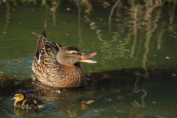 Fototapeta premium Stockente - Weibchen - mit Küken