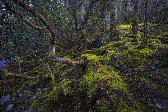 Fototapeta Original ecological moss and trees in the primeval forest of Siguniang mountain, Sichuan Province