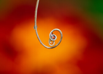 Spiralling leaf 