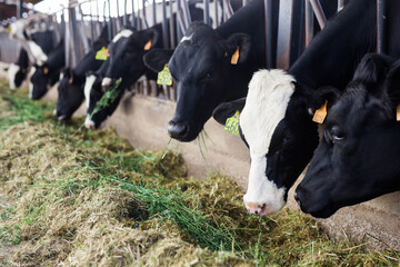 black and white cows chewing grass in stall on farm