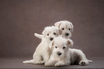 three puppies white schnauzer on a brown background. Cute dog portrait