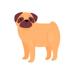 Cute small bulldog pet. Adorable family domestic dog, puppy animal vector illustration