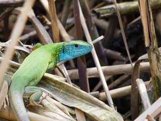 green lizard basking in the sun