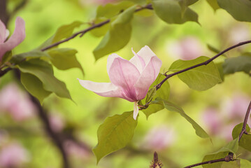 Magnolia spring flowers