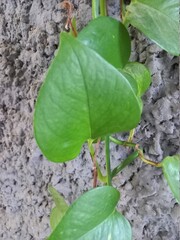 plants in the garden