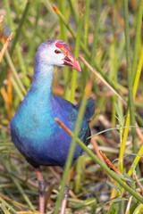 Grey-headed swamphen (Porphyrio poliocephalus) in Sarasota, Florida