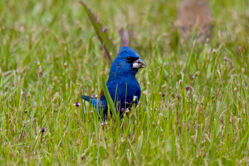 blue grosbeak