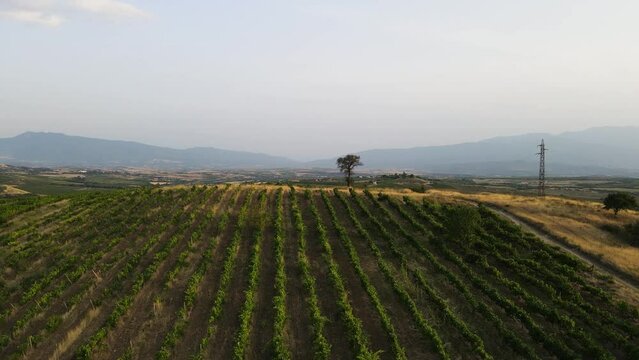 Aerial view of Lozenitsa Village and Vine plantations near town of Melnik, Blagoevgrad region, Bulgaria
