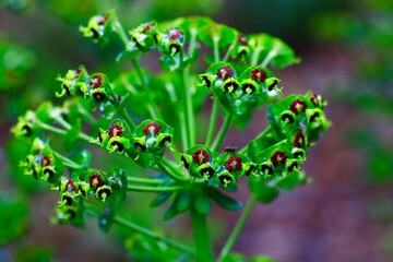 fleurs euphorbe alpilles france