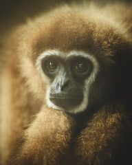 Cute And Beautiful Gibbons in good Behavior . High quality photo