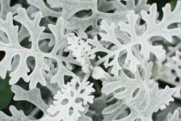 Cineraria primorskaya grows in the garden in summer. natural background